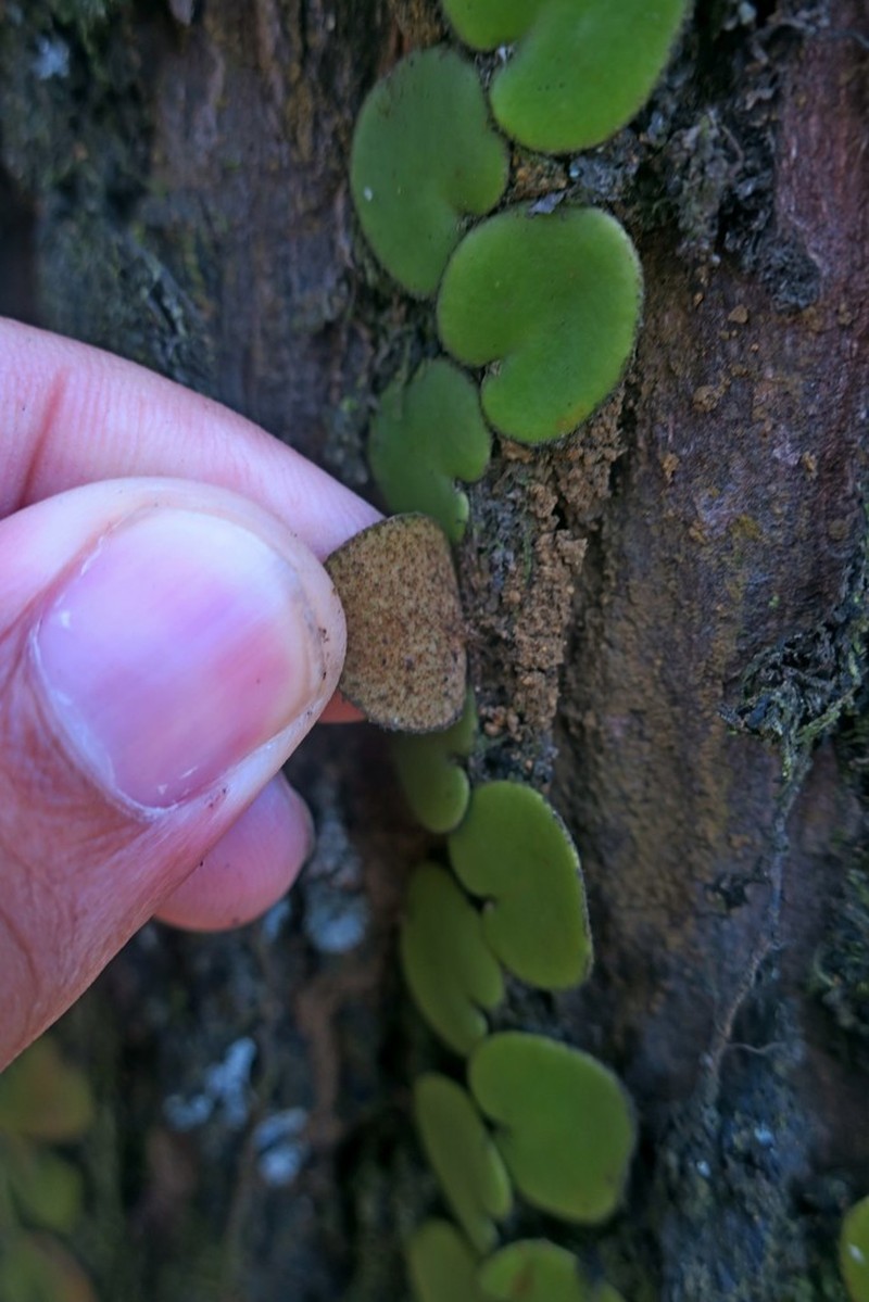 Pyrrosia nummulariifolia photo 3