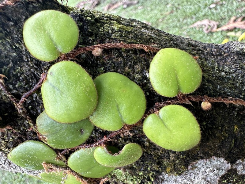 Pyrrosia nummulariifolia photo 4