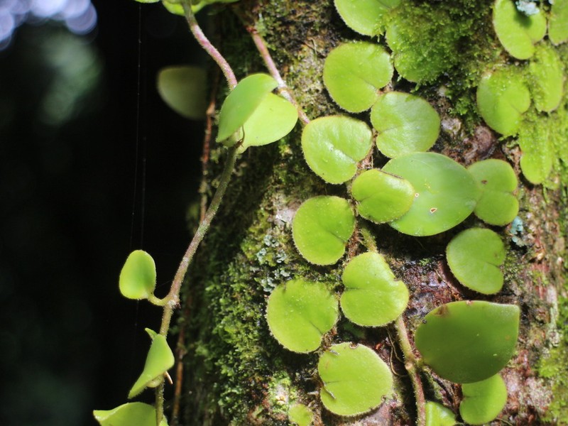 Pyrrosia nummulariifolia photo 5