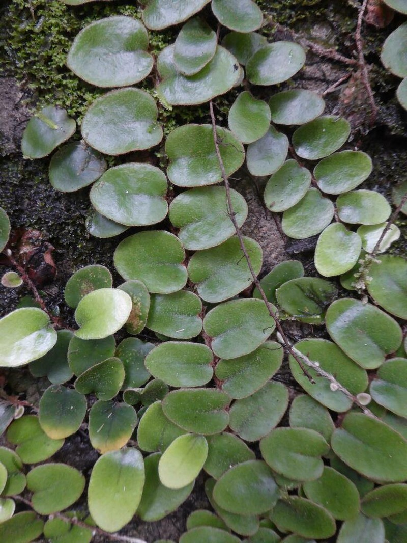 Pyrrosia nummulariifolia photo 6