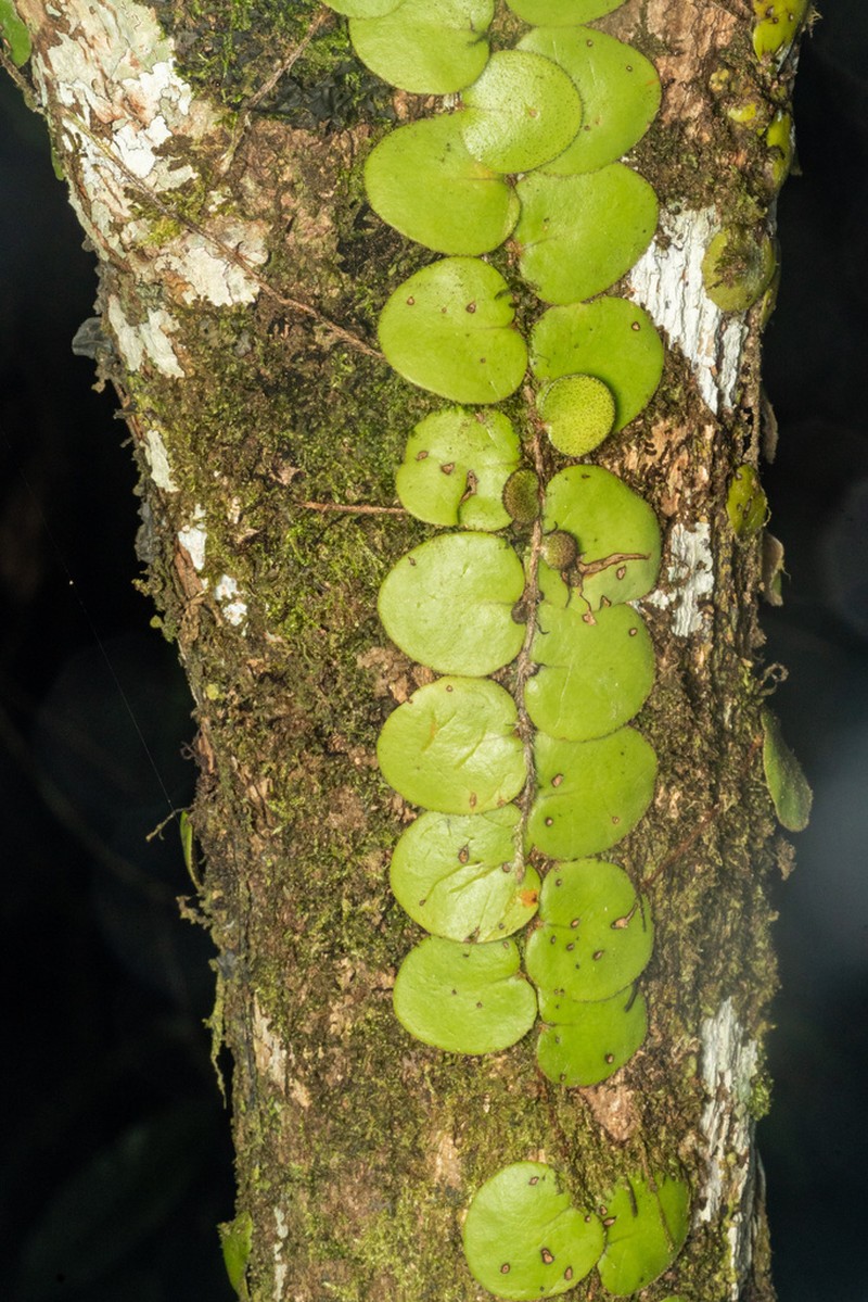 Pyrrosia nummulariifolia photo 7