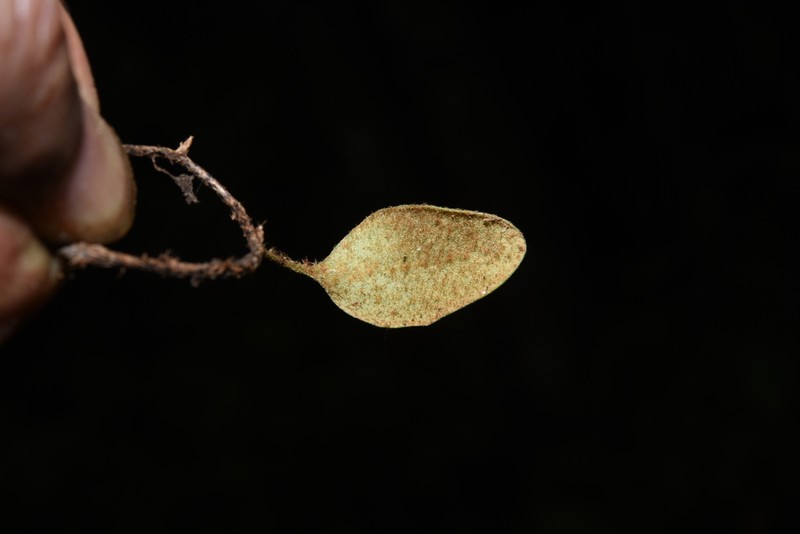 Pyrrosia nummulariifolia photo 8