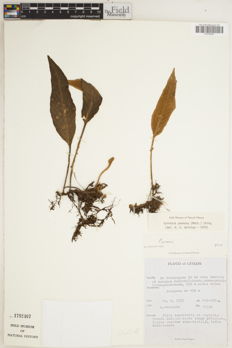 Pyrrosia pannosa photo 2