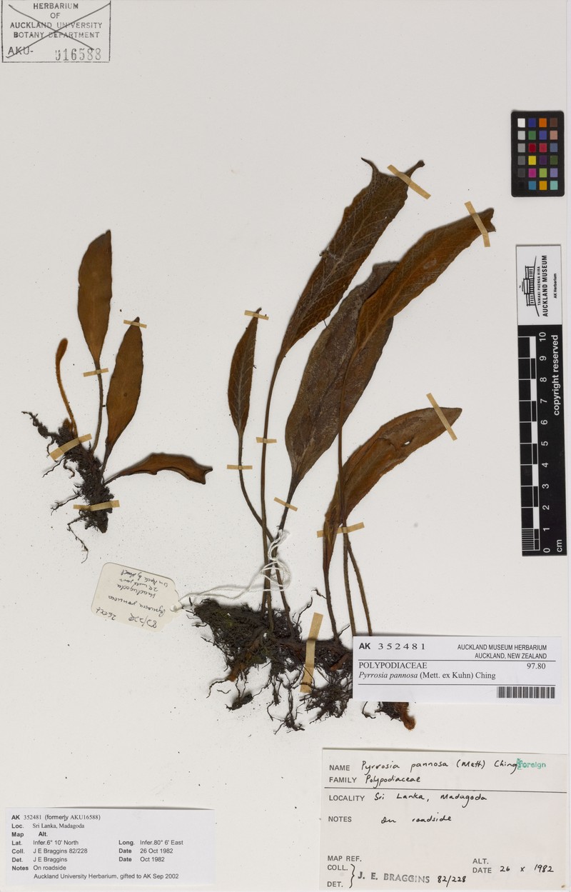 Pyrrosia pannosa