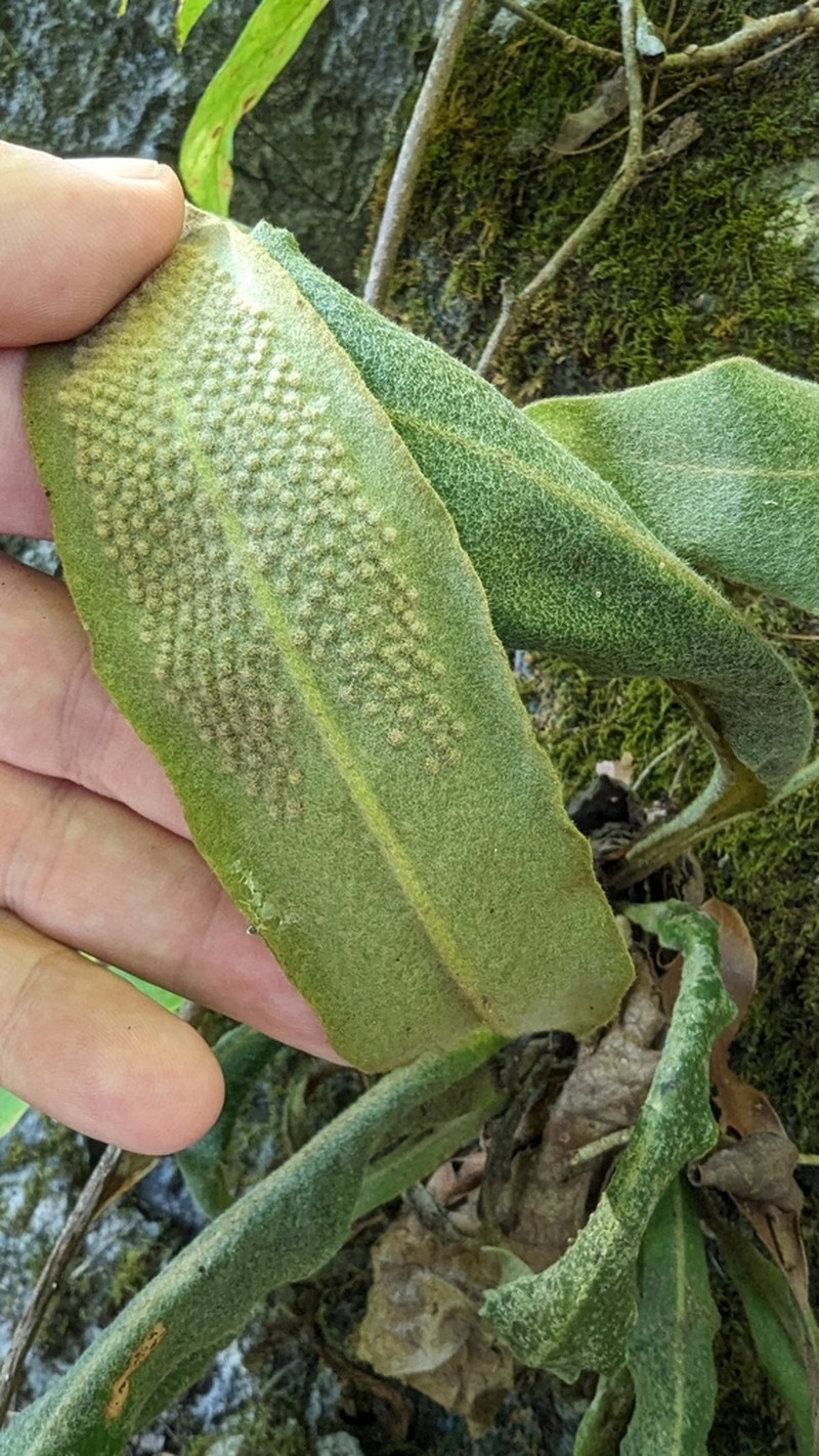 Pyrrosia penangiana photo 2
