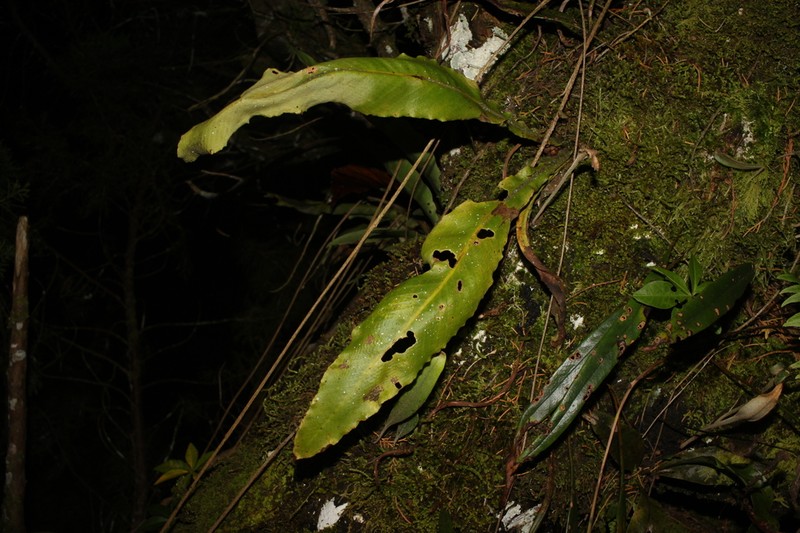 Pyrrosia penangiana photo 3
