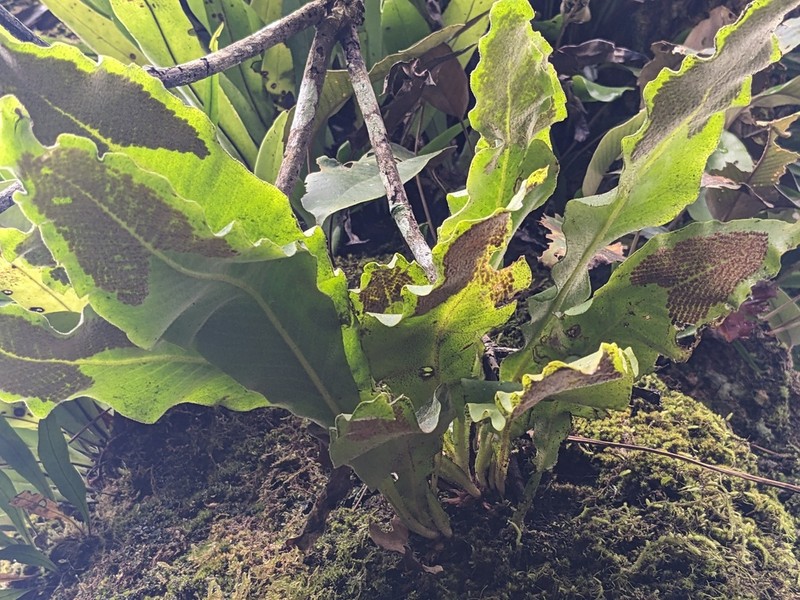 Pyrrosia penangiana photo 4