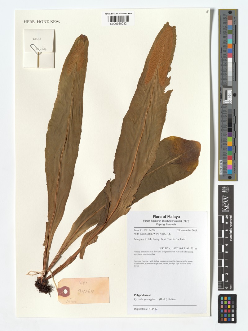 Pyrrosia penangiana photo 6