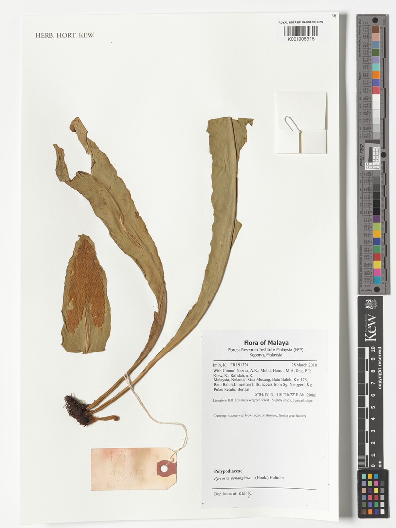 Pyrrosia penangiana photo 7