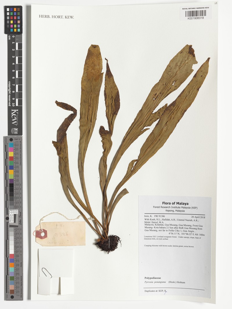 Pyrrosia penangiana photo 8