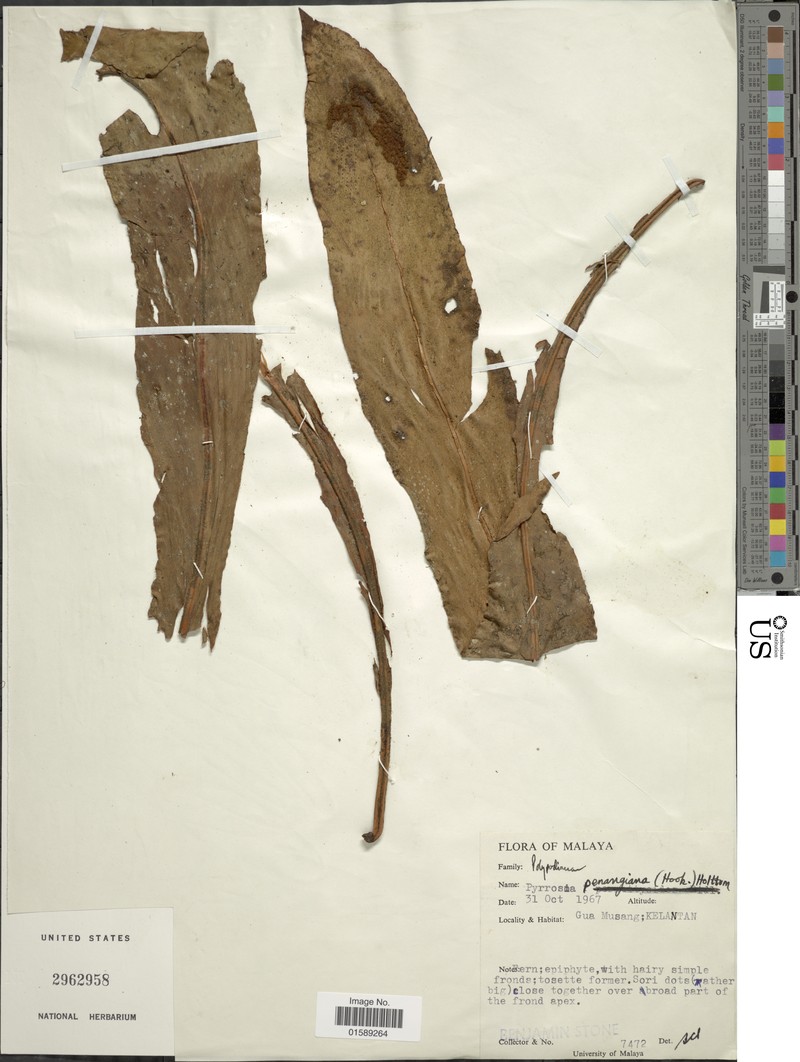 Pyrrosia penangiana