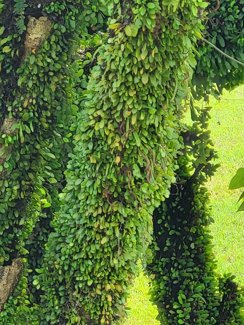 Pyrrosia piloselloides photo 2