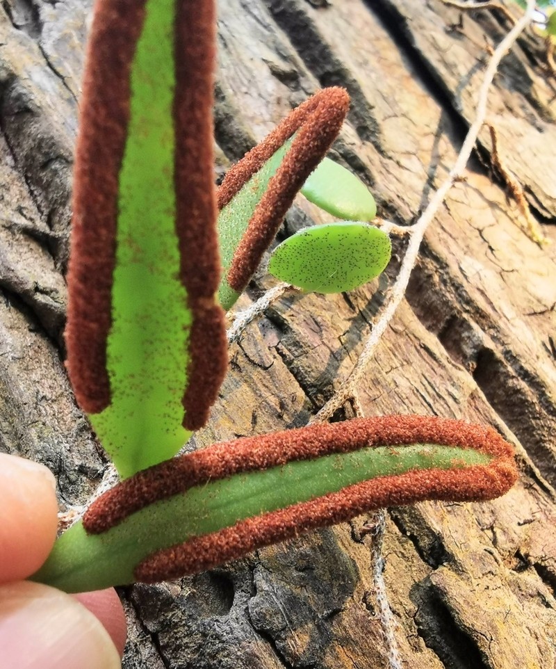 Pyrrosia piloselloides photo 3