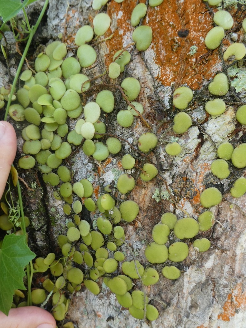 Pyrrosia piloselloides photo 4