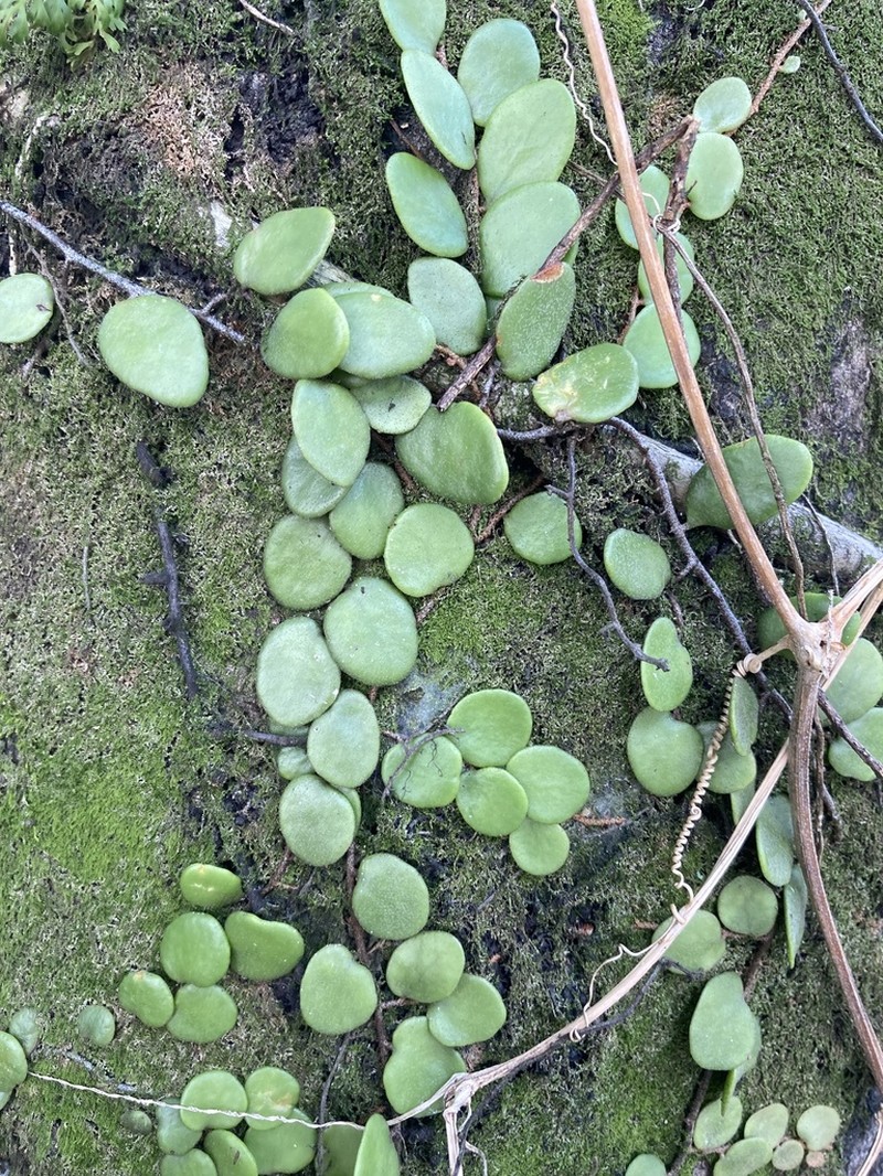 Pyrrosia piloselloides photo 5