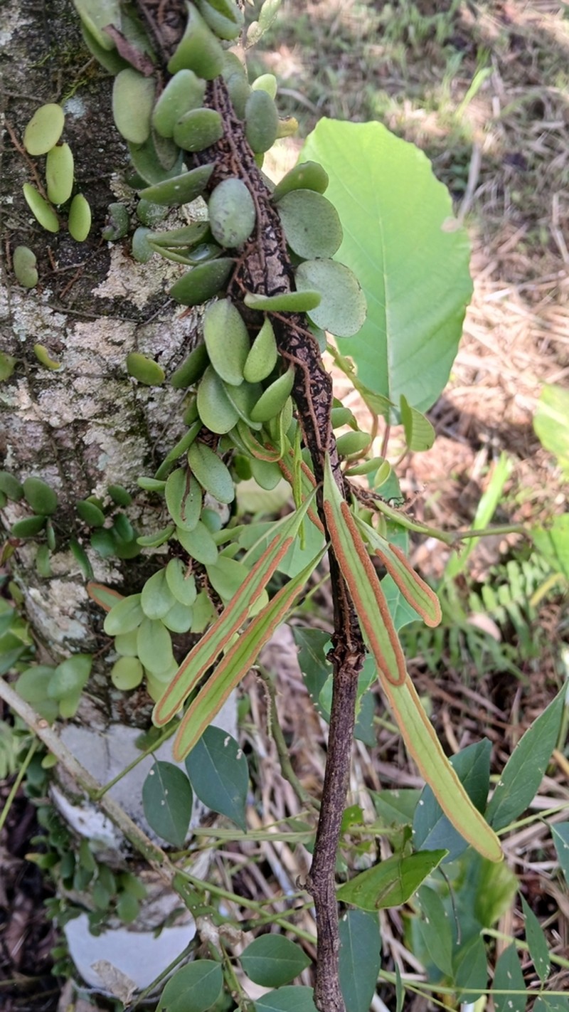Pyrrosia piloselloides photo 6