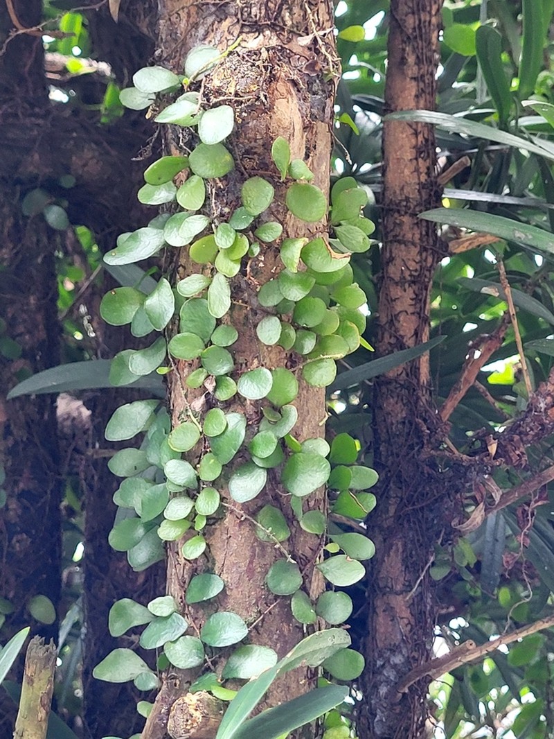 Pyrrosia piloselloides photo 7