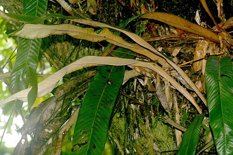 Pyrrosia platyphylla
