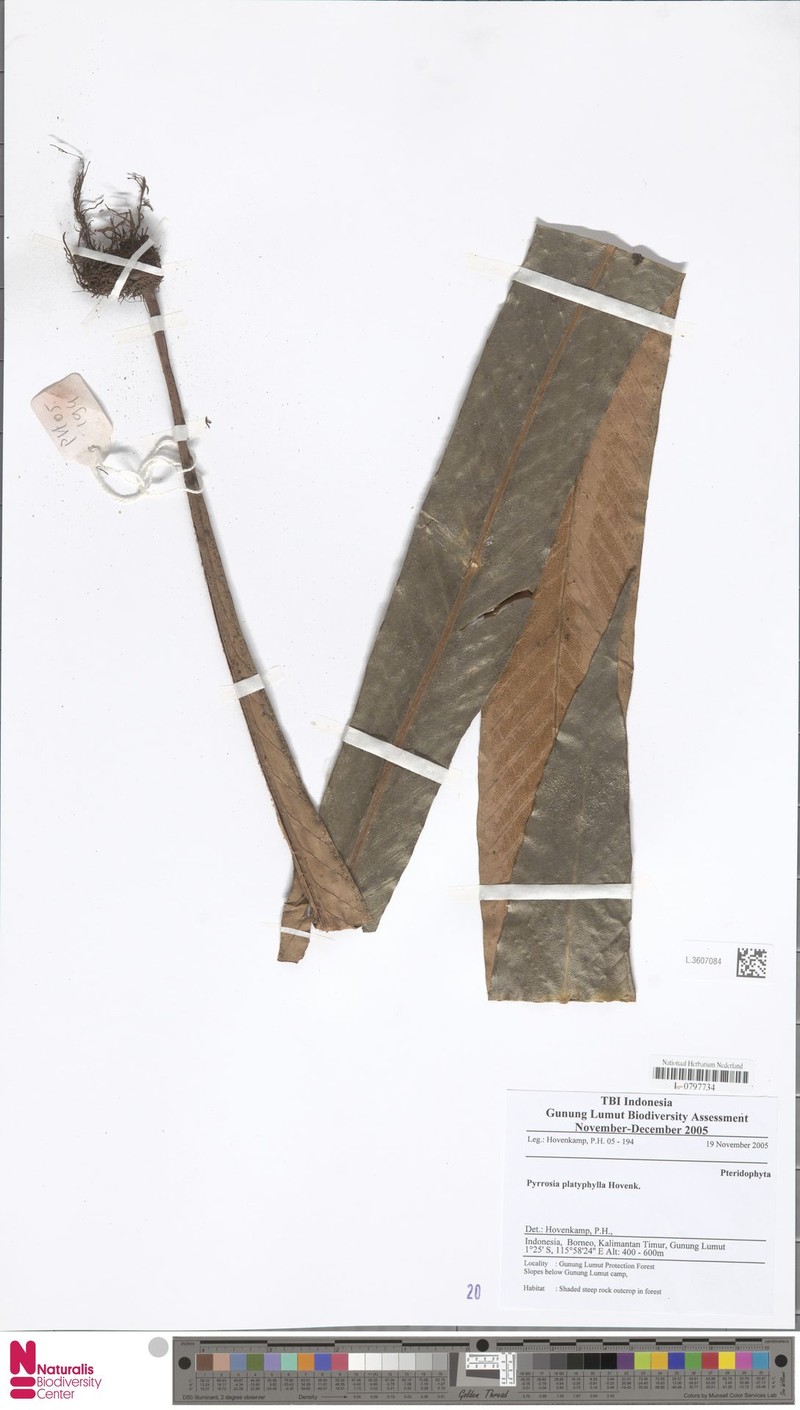 Pyrrosia platyphylla photo 3