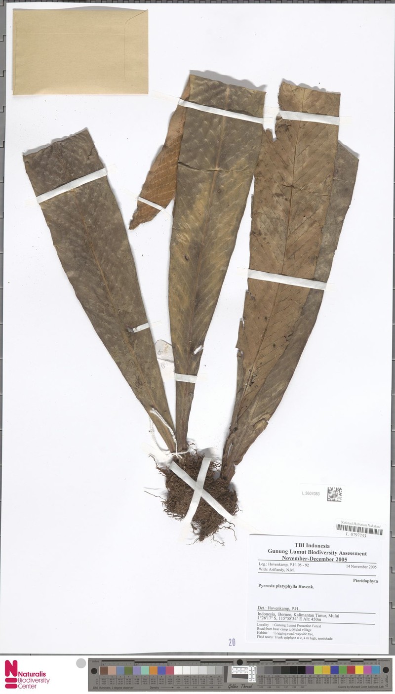 Pyrrosia platyphylla photo 4