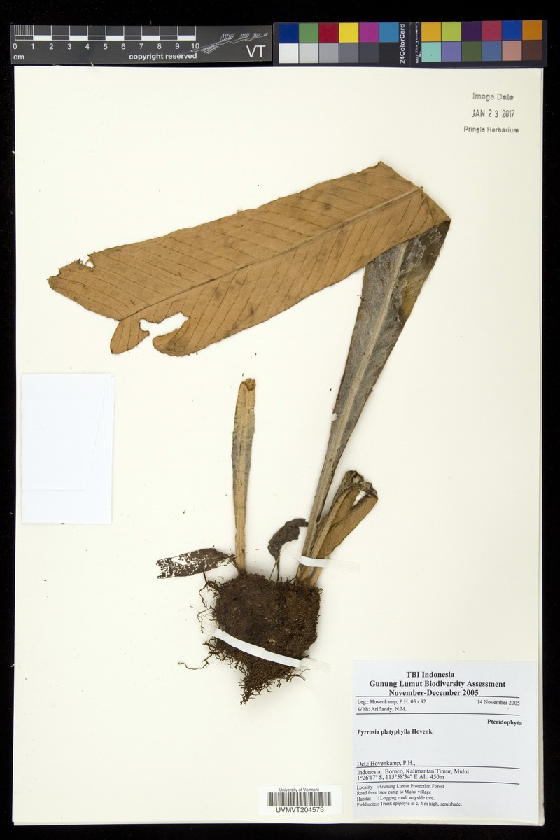 Pyrrosia platyphylla photo 5