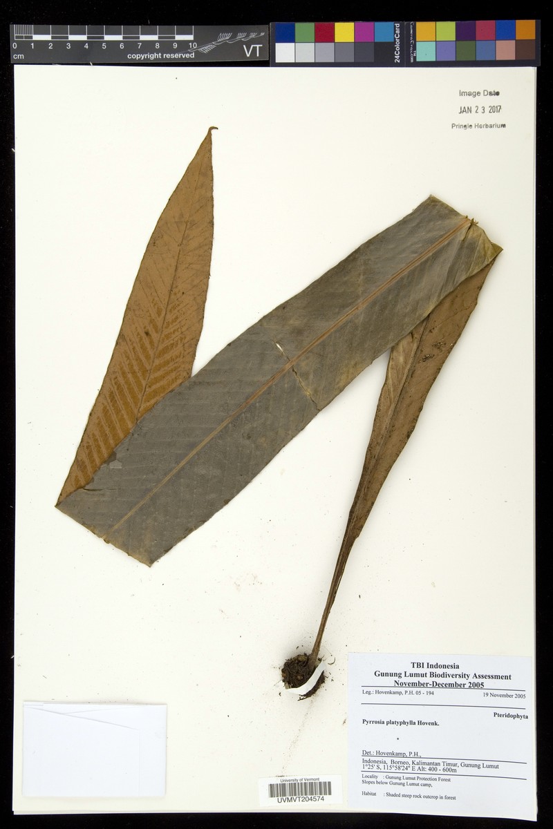 Pyrrosia platyphylla photo 6