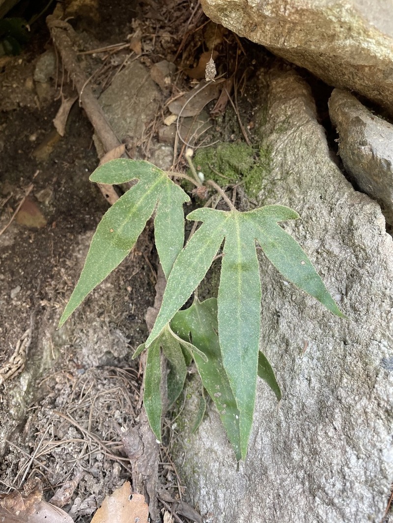 Pyrrosia polydactylos