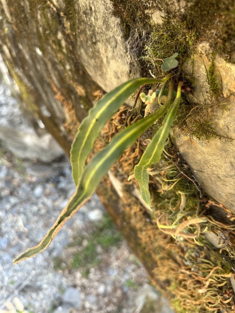 Pyrrosia porosa