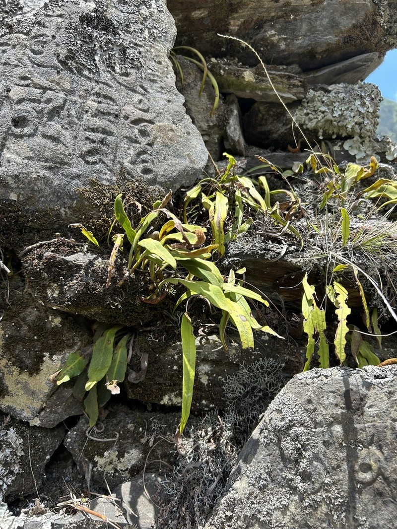 Pyrrosia porosa photo 2