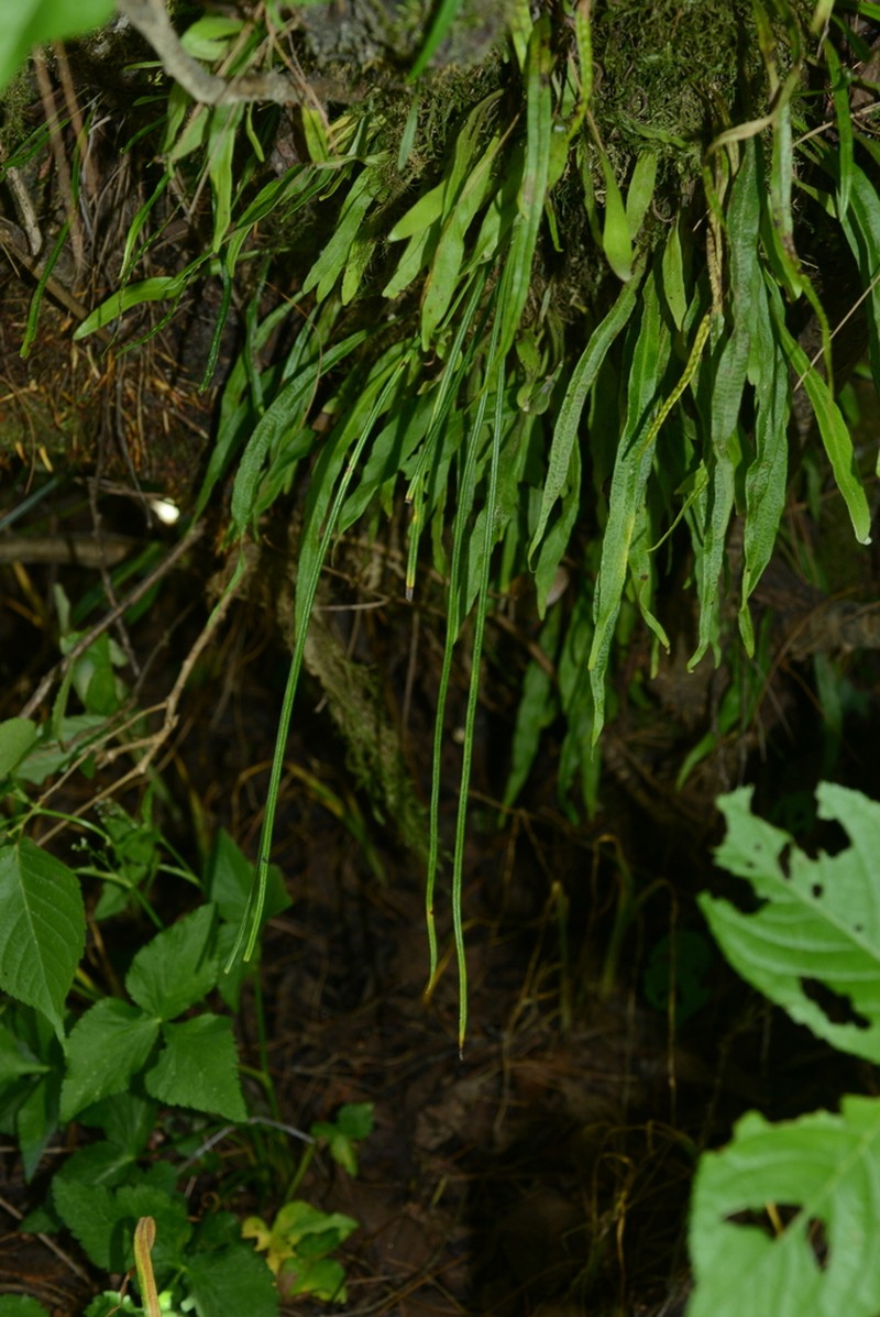 Pyrrosia porosa photo 3