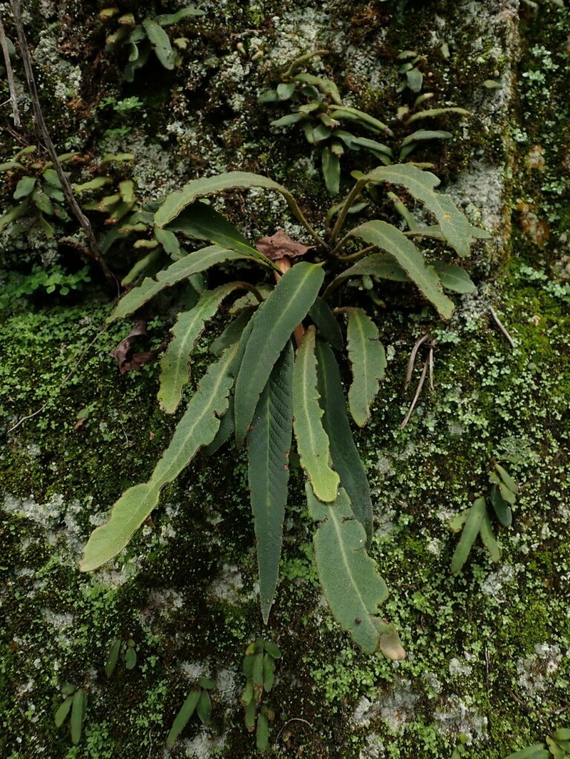 Pyrrosia porosa photo 4