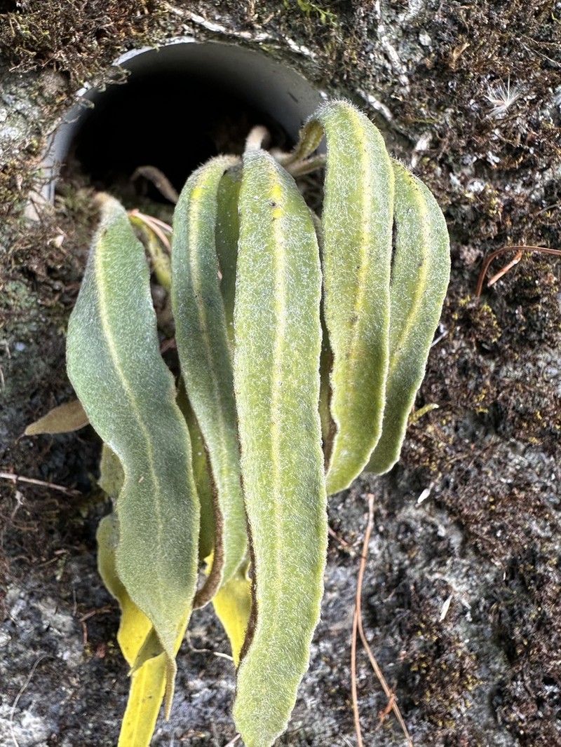 Pyrrosia porosa photo 5