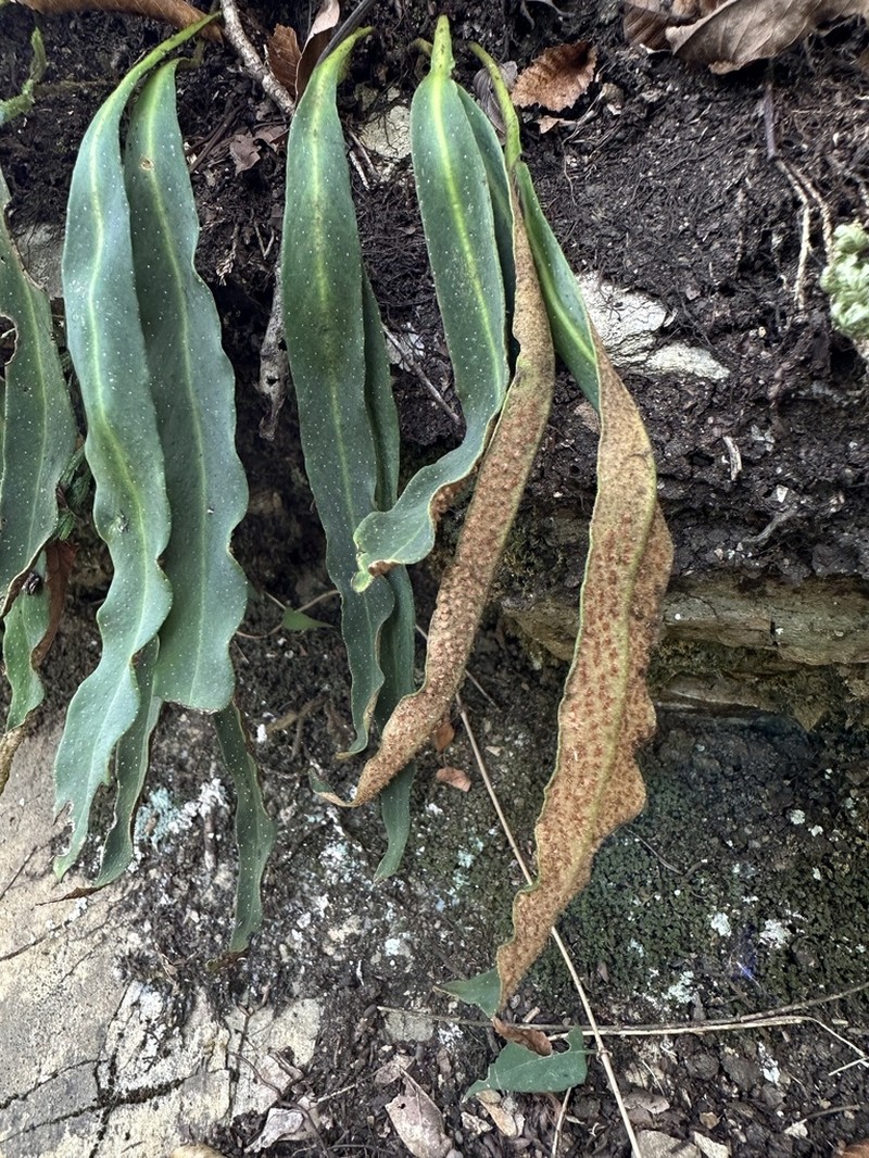 Pyrrosia porosa photo 7