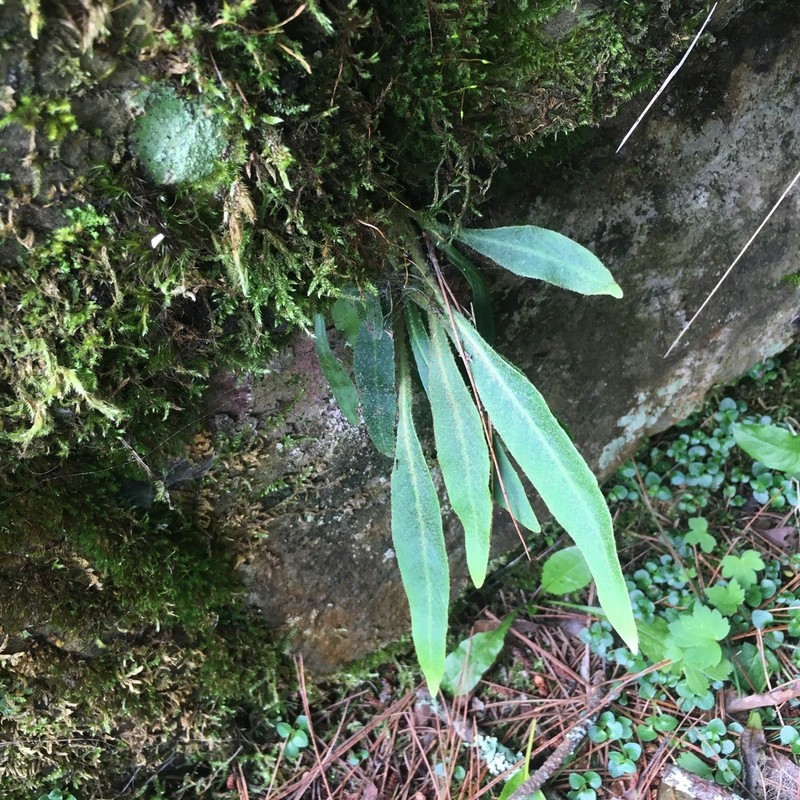 Pyrrosia porosa photo 8