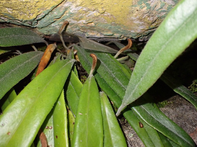Pyrrosia rasamalae