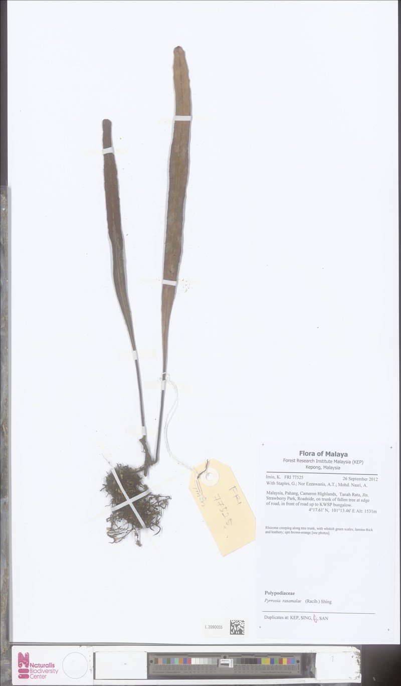 Pyrrosia rasamalae photo 2