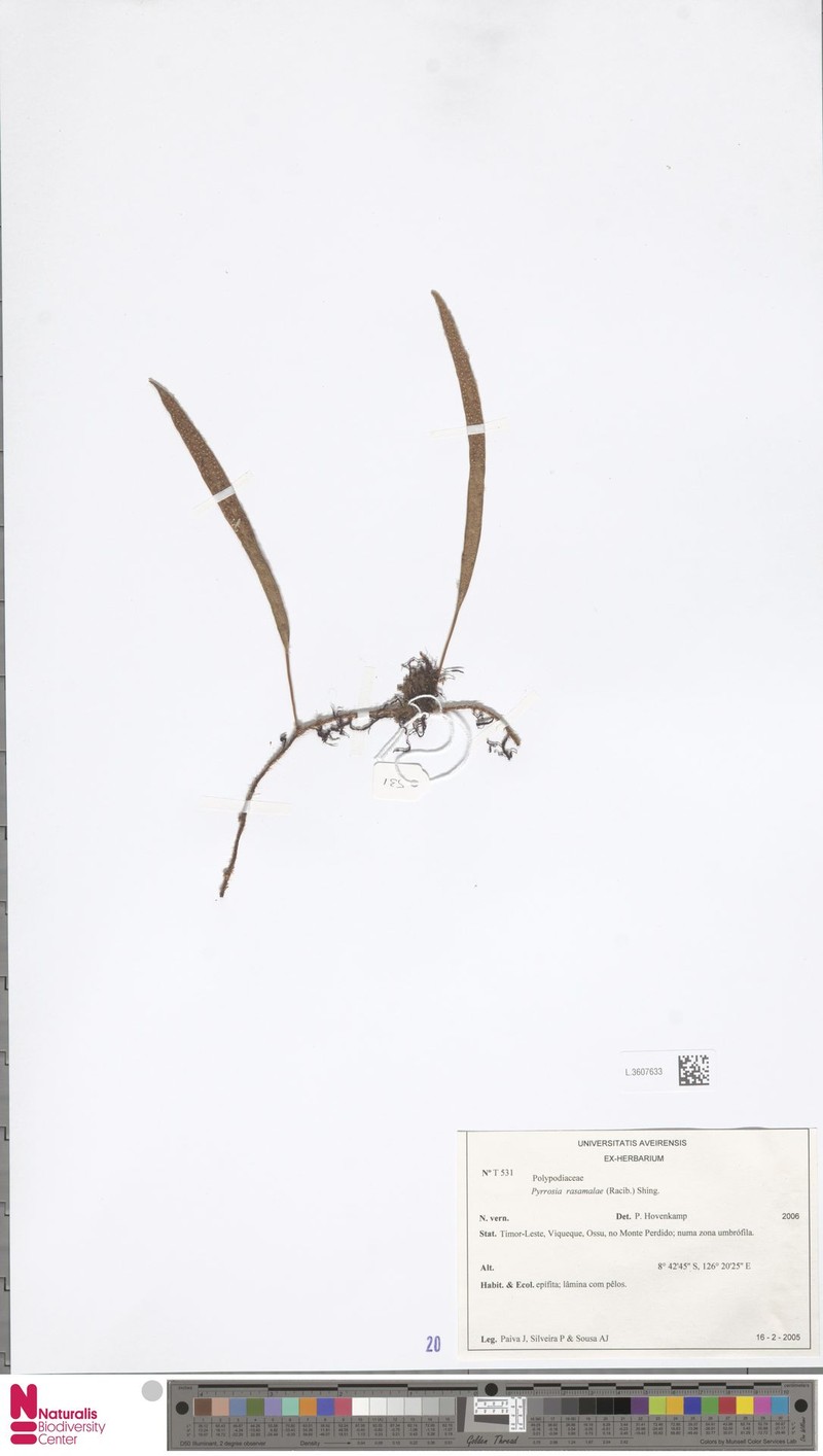 Pyrrosia rasamalae photo 4