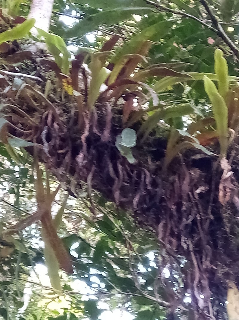 Pyrrosia rhodesiana photo 2