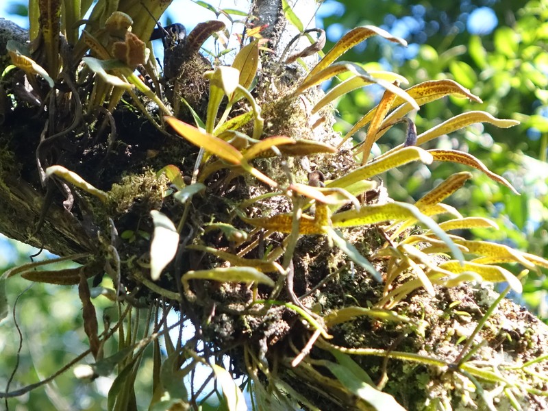 Pyrrosia rhodesiana photo 3