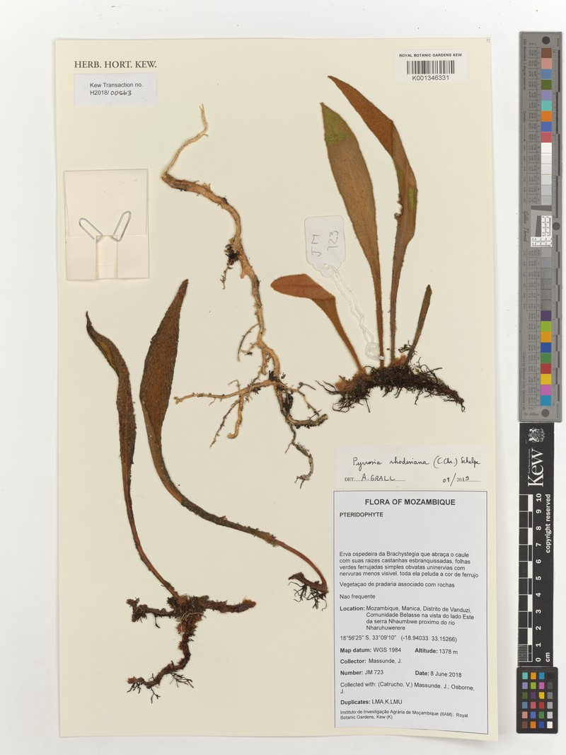 Pyrrosia rhodesiana photo 4