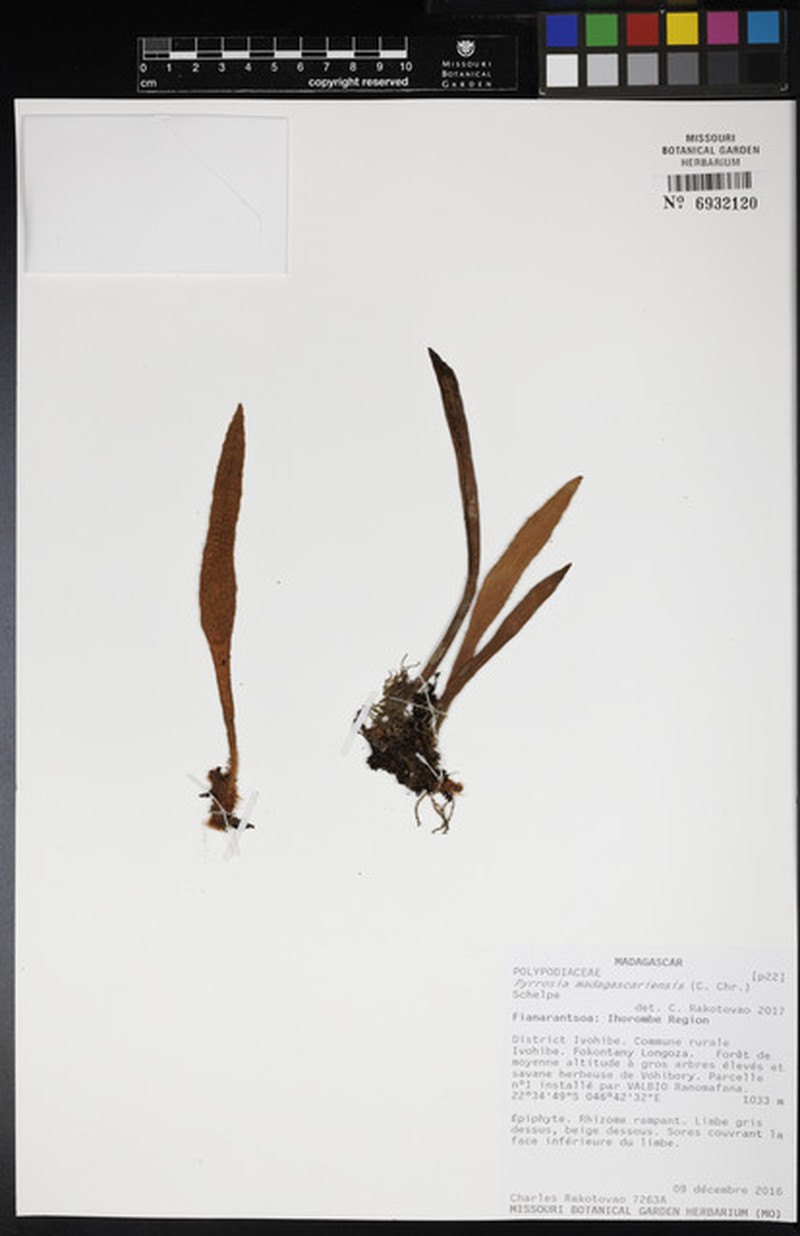 Pyrrosia rhodesiana photo 5