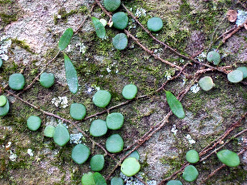 Pyrrosia rupestris