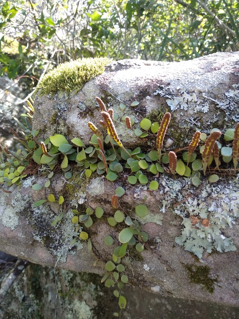 Pyrrosia rupestris photo 2