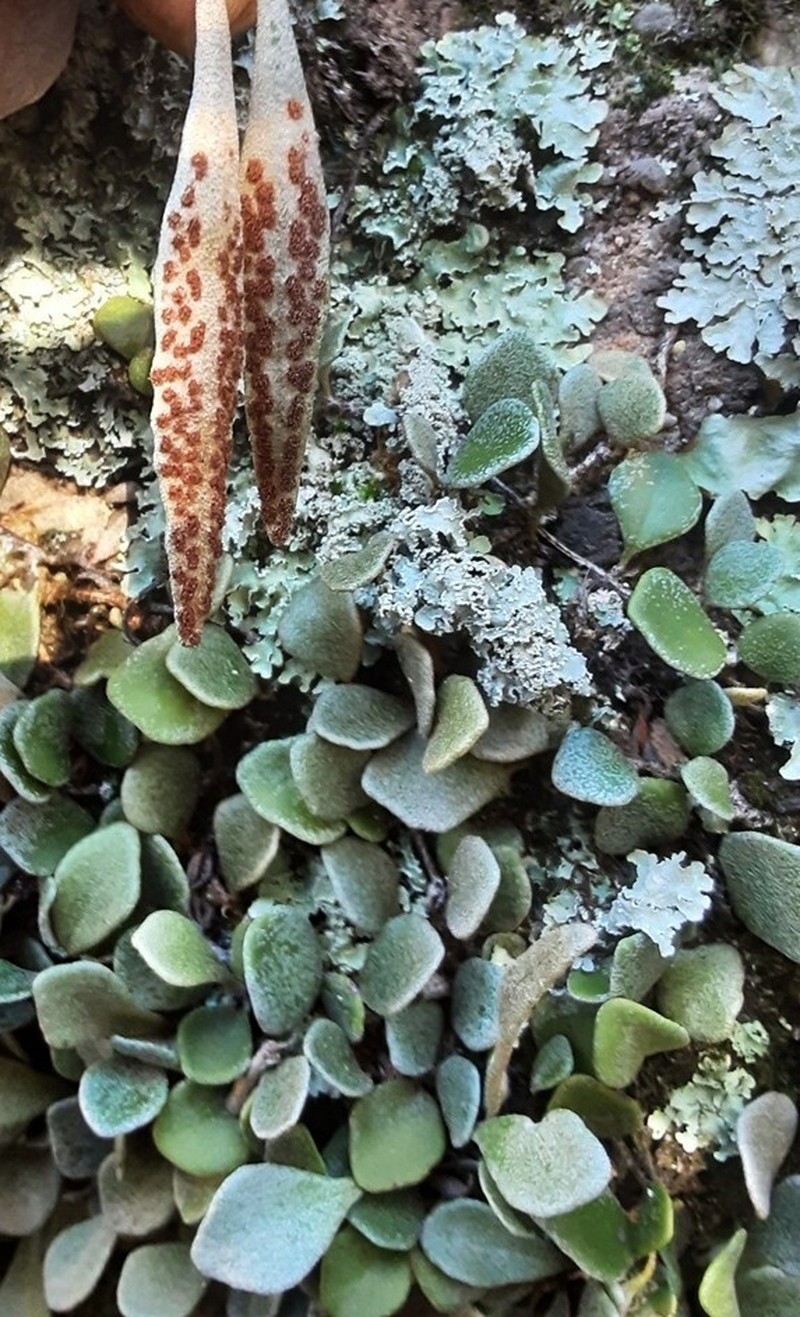 Pyrrosia rupestris photo 4
