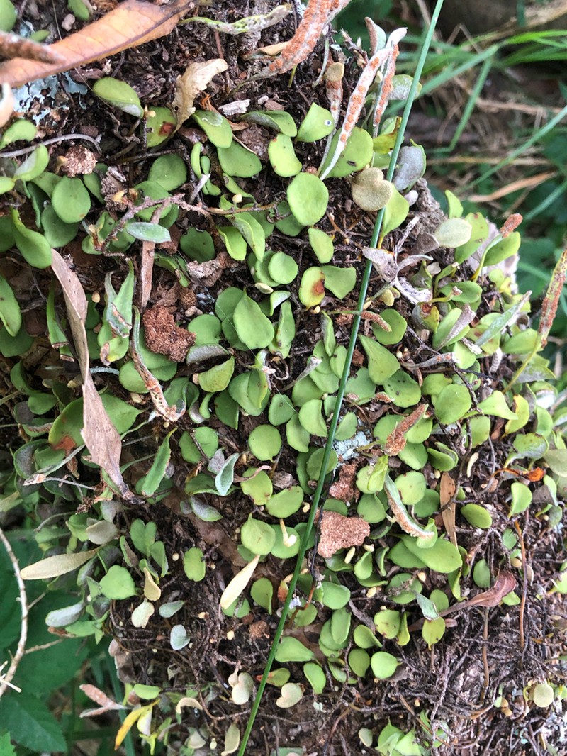 Pyrrosia rupestris photo 5