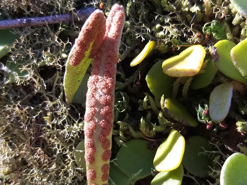 Pyrrosia rupestris photo 6