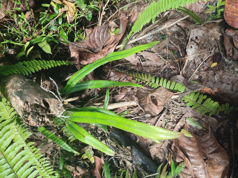 Pyrrosia samarensis photo 2