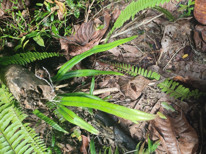 Pyrrosia samarensis photo 3