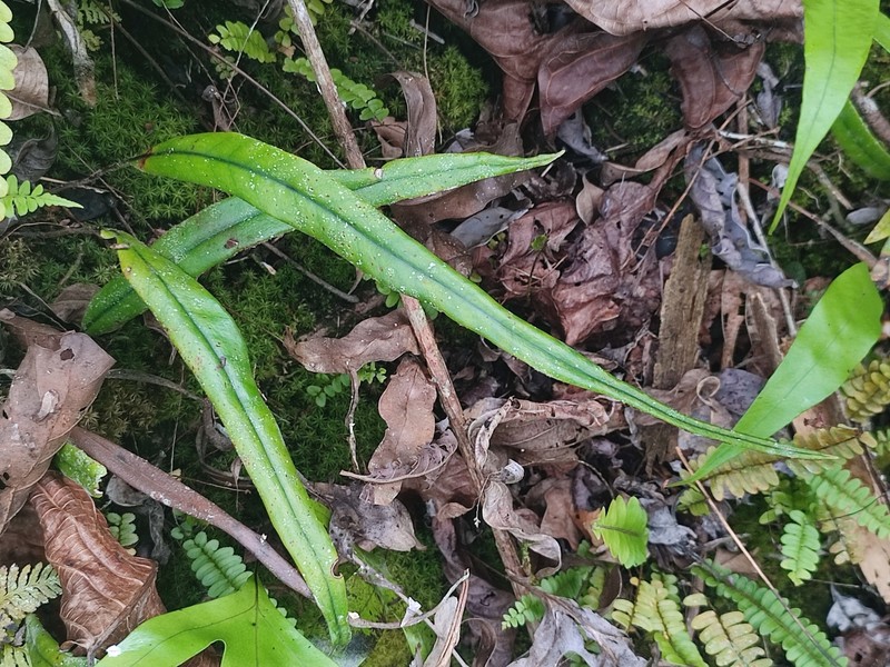 Pyrrosia samarensis photo 4