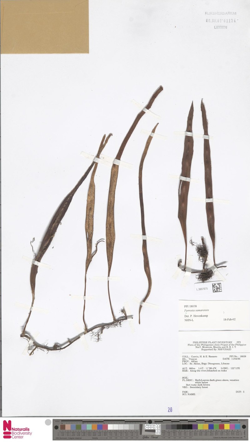 Pyrrosia samarensis photo 5